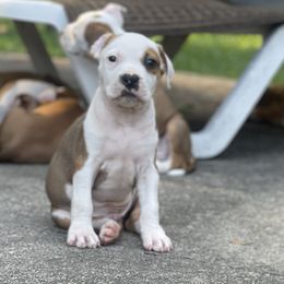 Patch - Red male American Staffordshire Terrier puppy in Monroe, Georgia from Irresistibull Staffords