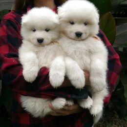 Samoyed Puppies from SnoDen's Samoyeds