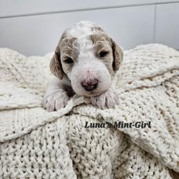 Mint Girl - Parti female Labradoodle puppy in Payson, Utah from Utah County Labradoodles