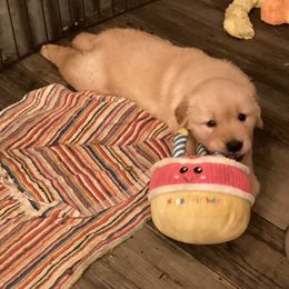 Girl 2 - female Golden Retriever puppy in Mullins, South Carolina from Rainyday Goldens