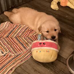 Girl 2 - female Golden Retriever puppy in Mullins, South Carolina from Rainyday Goldens