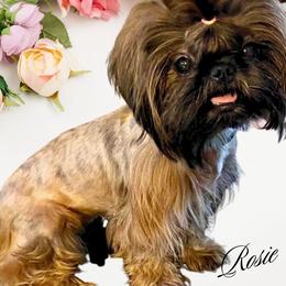 Rosie - Shih Tzu
