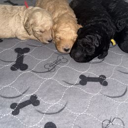 Red - Cream male Goldendoodle puppy in Litchfield, Connecticut from Gracie Doodles CT