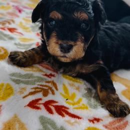 Fred - Black and tan male Havapoo puppy in Comstock Park, Michigan from The Petite Pack