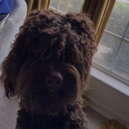Coco - Labradoodle
