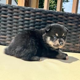 Warwick - Tri-color male Pomsky puppy in Boonville, Indiana from Elysian Pomskies