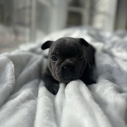 Yellow collar - Blue female French Bulldog puppy in Salisbury, Maryland from 77 Frenchies Maryland