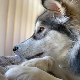 Alaskan Malamutes from Wild Night Alaskan Malamutes