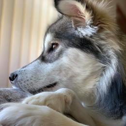 Alaskan Malamutes from Wild Night Alaskan Malamutes