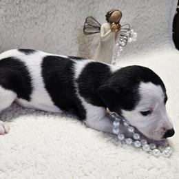 Girl 2 - White and black female Whippet puppy in Kalamazoo, Michigan from Clarriott Whippets & Cavapoos