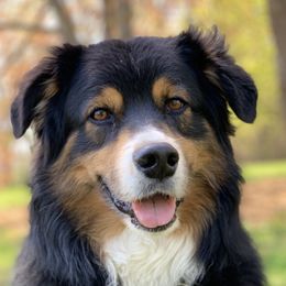 Remie - Australian Shepherd