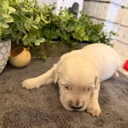 Raven - Light golden female Golden Retriever puppy in Liberal, Missouri from Good Life Goldens
