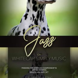 Jazz - Dalmatian
