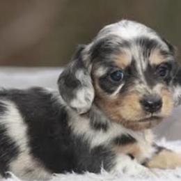 Dachshund Puppies from Shadow Ridge Farms