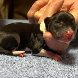 Clyde - Black white and tan male Rat Terrier puppy in Gonzales, Texas from Sunshine Deckers