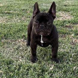 French Bulldog Puppies from French OG Los Ángeles