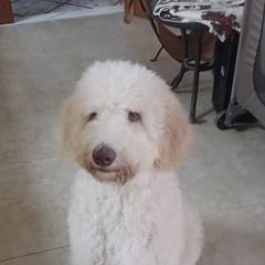 Goldendoodle and Poodle Puppies from SoFlo Lavish Kennels