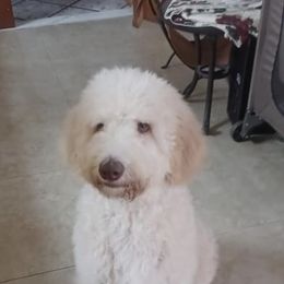 Goldendoodle and Poodle Puppies from SoFlo Lavish Kennels