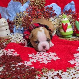 Red Boy - Red male Boston Terrier puppy in Corsicana, Texas from JT Bostons