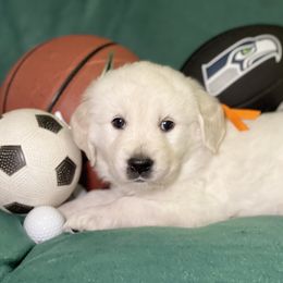 Orange - Tank - Light golden Golden Retriever puppy in Brewster, Washington from AB & Co. Goldens