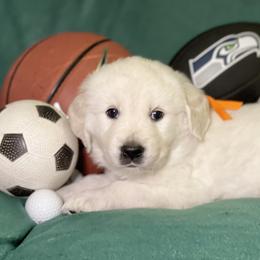 Orange - Tank - Light golden Golden Retriever puppy in Brewster, Washington from AB & Co. Goldens