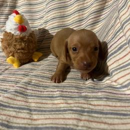Gus - Wheaten male Dachshund puppy in East Dover, Vermont from Audet’s Mini Dachshunds