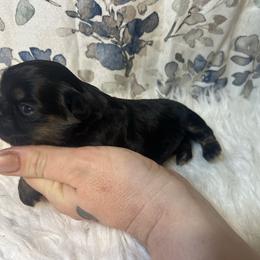 Girl 1 - Black and tan female Shih Tzu puppy in Tenino, Washington from Fantasy Realm Shih Tzus