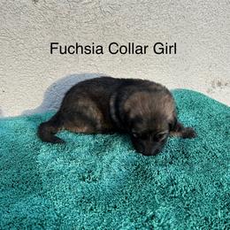 Fuchsia Collar Girl - Sable female German Shepherd puppy in Columbus, Mississippi from Olde Wolfe German Shepherds