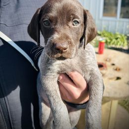 Brown Female - Liver and white female German Shorthaired Pointer puppy in Osakis, Minnesota from The W5 Ranch