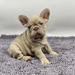 French Bulldog Puppies from Sweet P Frenchies