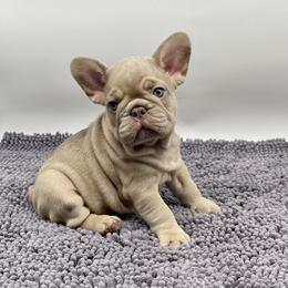 French Bulldog Puppies from Sweet P Frenchies