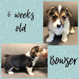 Bowser - Black and tan male Pembroke Welsh Corgi puppy in Dickinson, Texas from Careaga Farms