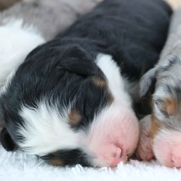 Black Tri Boy - Tri-color male Bernedoodle puppy in Le Center, Minnesota from Archer Hill Farm