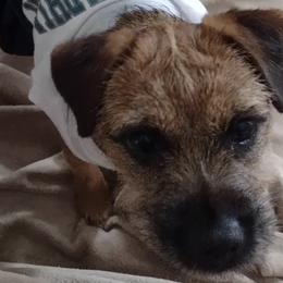Border Terriers from Glynmoir Border Terriers
