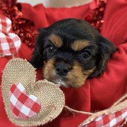 Rolo - Black and tan male Cavalier King Charles Spaniel puppy in Kidder, South Dakota from Continental Cavaliers