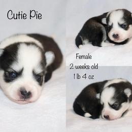 Cutie Pie - Black and white female Pomsky puppy in Denham Springs, Louisiana from Bayouland Pomskies
