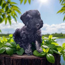 Sweet Pups Twisler - Salt and pepper male Miniature Schnauzer puppy in North Zulch, Texas from Sweet Pup Schnauzers