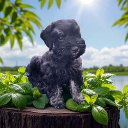 Sweet Pups Twisler - Salt and pepper male Miniature Schnauzer puppy in North Zulch, Texas from Sweet Pup Schnauzers