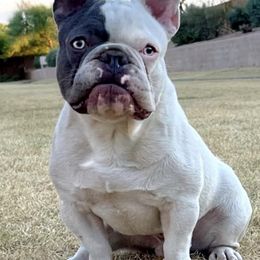 French Bulldogs from 1923 Kennels