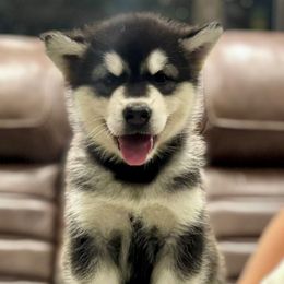 Ms Red - Seal and white female Alaskan Malamute puppy in Giddings, Texas from Strong Water Malamutes