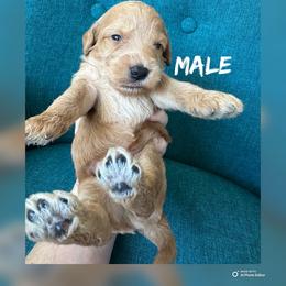 Boy 1 - Red  male Goldendoodle puppy in Glendale, Arizona from Follow Your Bliss Doodles