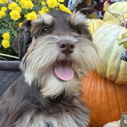 Pearl - Miniature Schnauzer