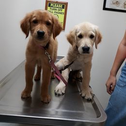 Golden Retriever and Miniature Australian Shepherd Puppies from Alexander Canines
