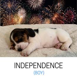 Basset Hound puppies from Liberty Bassets