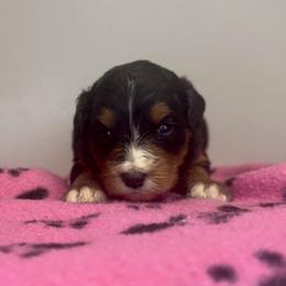Sophie Girl 4 - Tri-color female Bernedoodle puppy in Russiaville, Indiana from Pleasant Creek Minibernedoodles