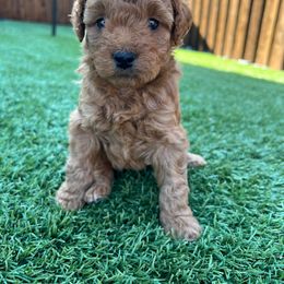 Aussiedoodle and Miniature Australian Shepherd Puppies from Dazy Mayze Mini Aussies and Aussiedoodles