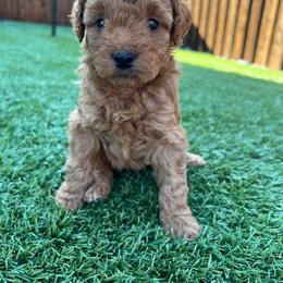 Aussiedoodle and Miniature Australian Shepherd Puppies from Dazy Mayze Mini Aussies and Aussiedoodles