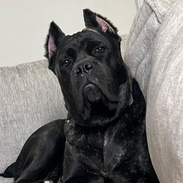 Penne - Cane Corso