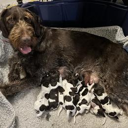 German Wirehaired Pointer puppies from German Wirehaired Versatility Dogs