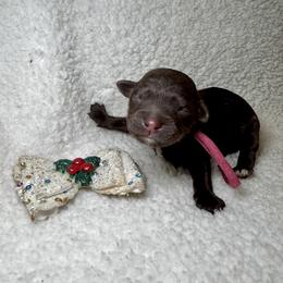 Truffles - Chocolate female Goldendoodle puppy in Camden, North Carolina from Oopsie Doodles of NC